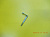Болт крепления лыжи (ручной, несъемныа шайба L-30мм)T110,125 фото